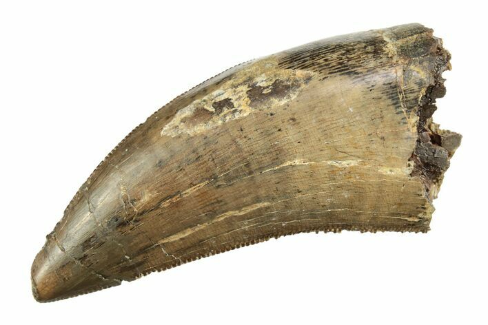 Serrated Tyrannosaur (Nanotyrannus?) Tooth - Wyoming #264183
